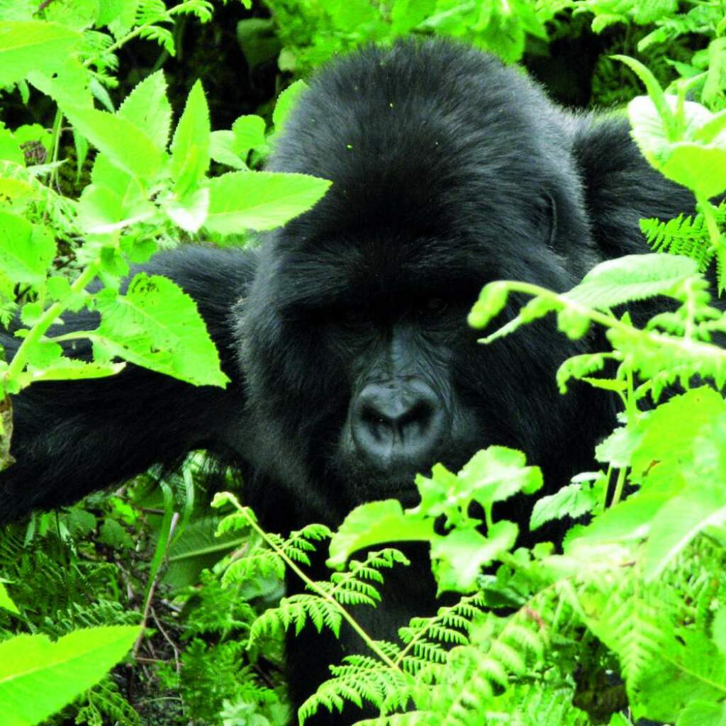 Camping Lodge Safari in Kenia